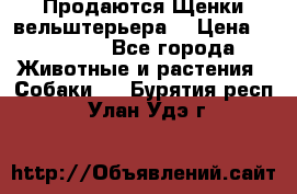Продаются Щенки вельштерьера  › Цена ­ 27 000 - Все города Животные и растения » Собаки   . Бурятия респ.,Улан-Удэ г.